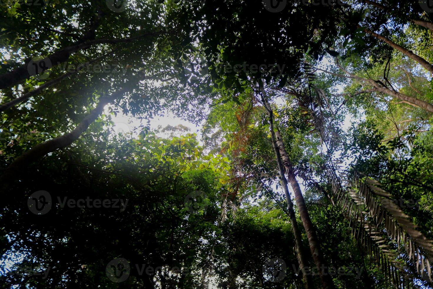 landskap Foto, grön natur, kalimantan foto