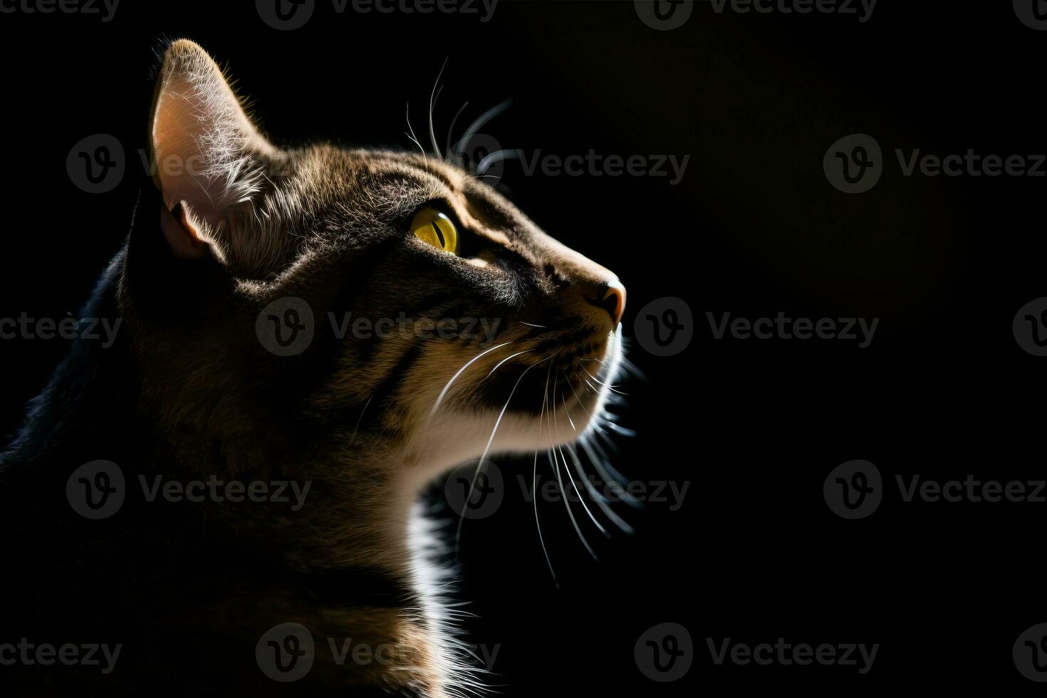 en katt är silhouetted mot en svart bakgrund generativ ai foto