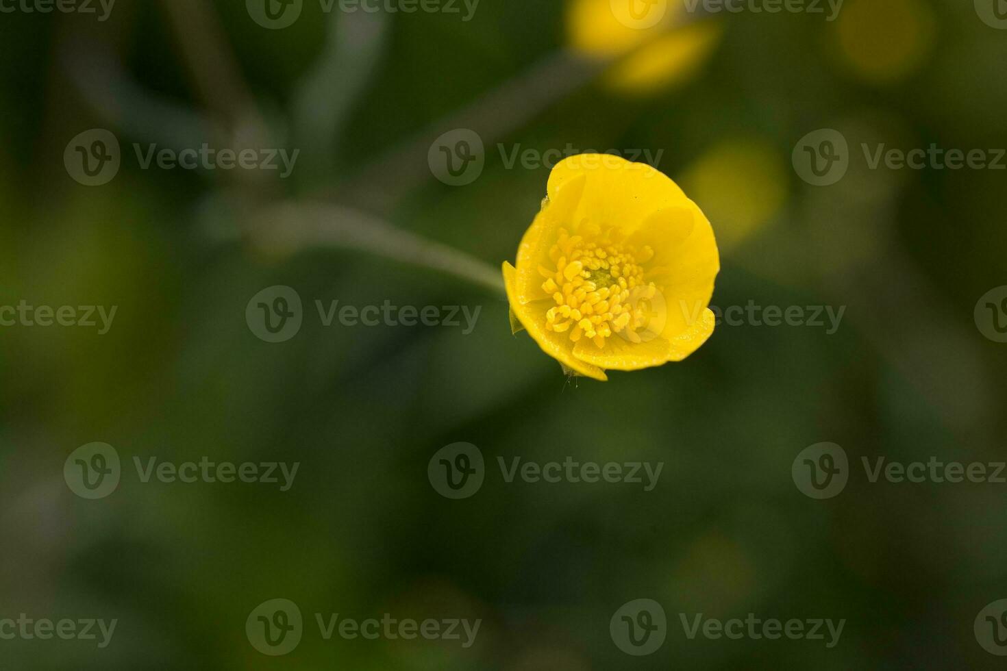 gul blomma växande i de äng bland grön löv på en värma solig dag foto