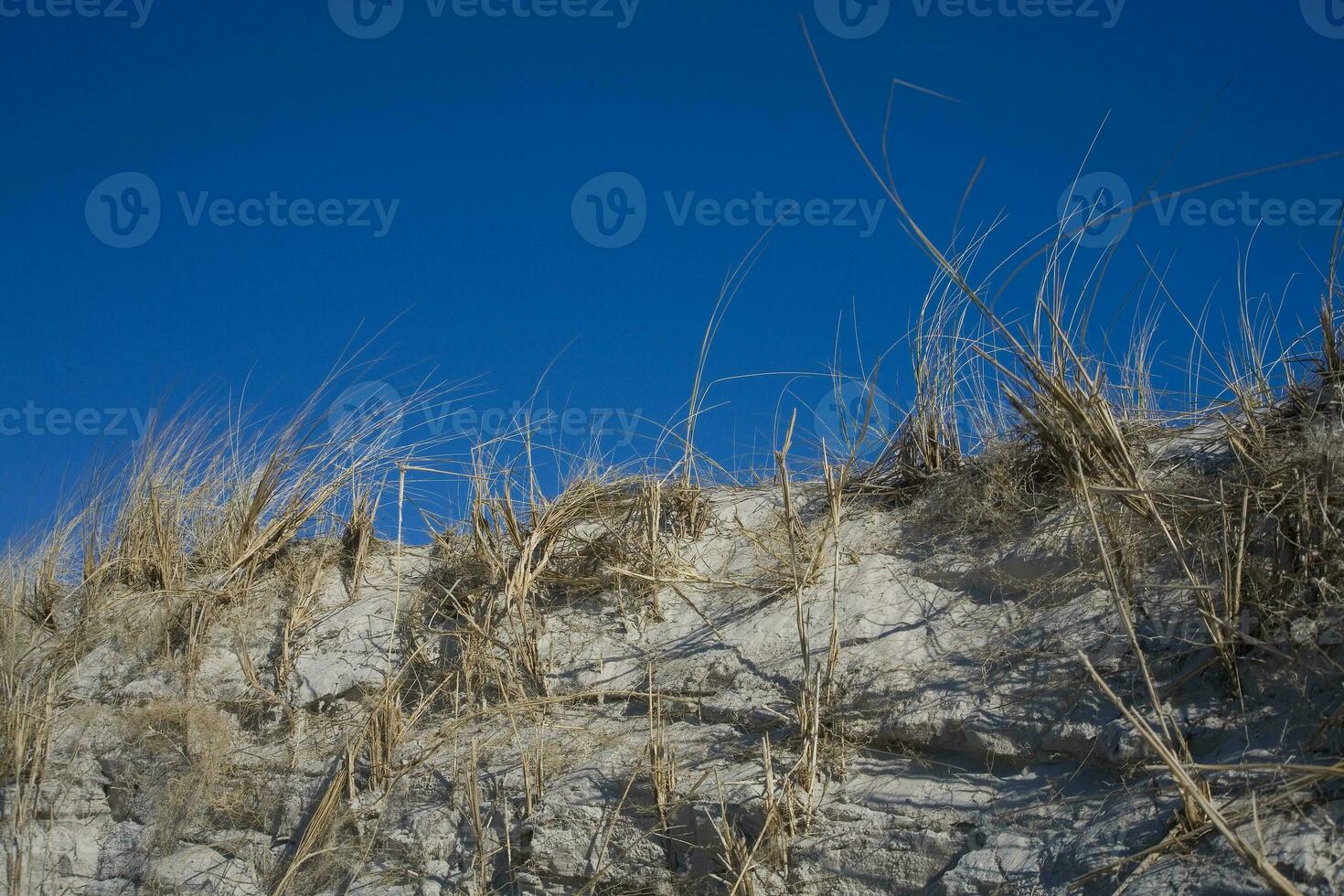 vild torr gräs växande på en dyn i de kust bälte mot de blå himmel foto