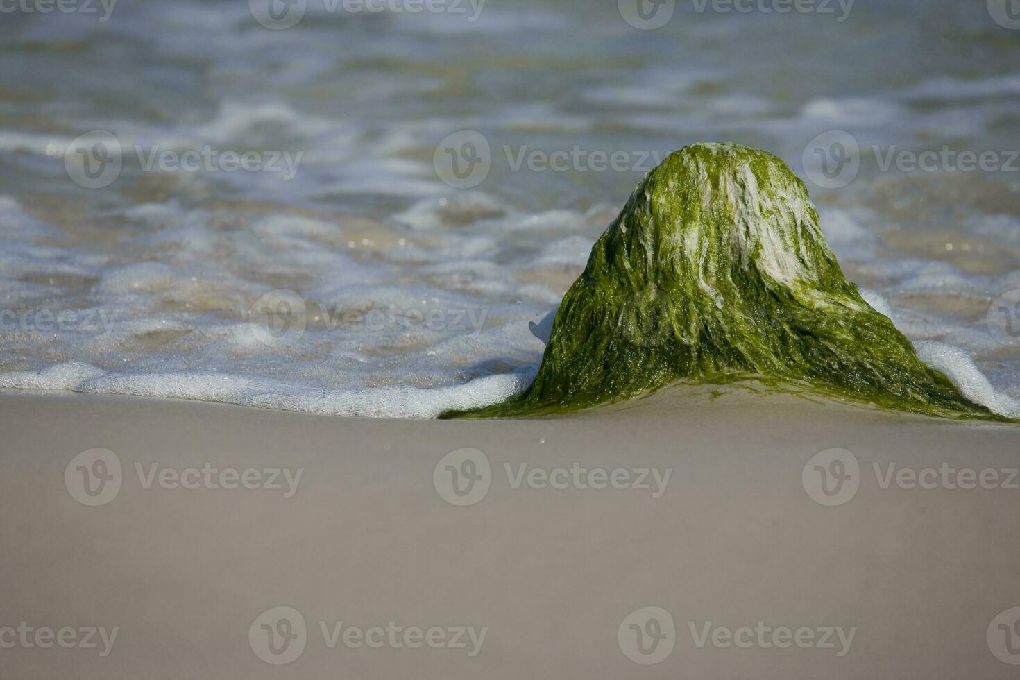 havet landskap med en flyttblock bevuxen med grön alger och vågor av de hav i de bakgrund foto