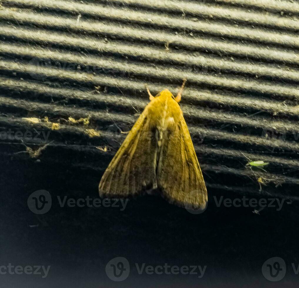 närbild av majs öronmask fjäril eller helicoverpa zea mot en lysande lampa i de kväll. foto