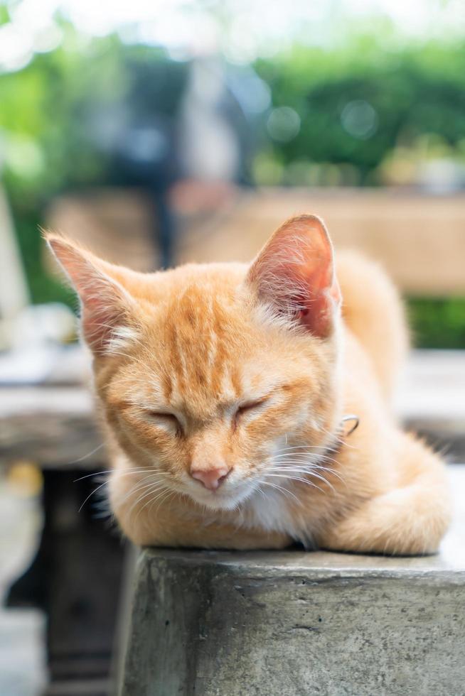 närbild söt orange baby katt foto