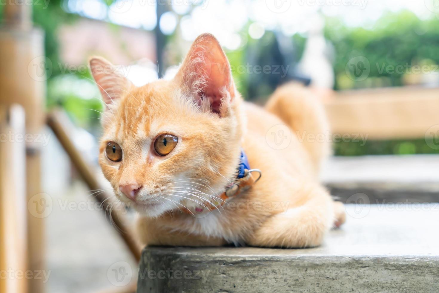 närbild söt orange baby katt foto