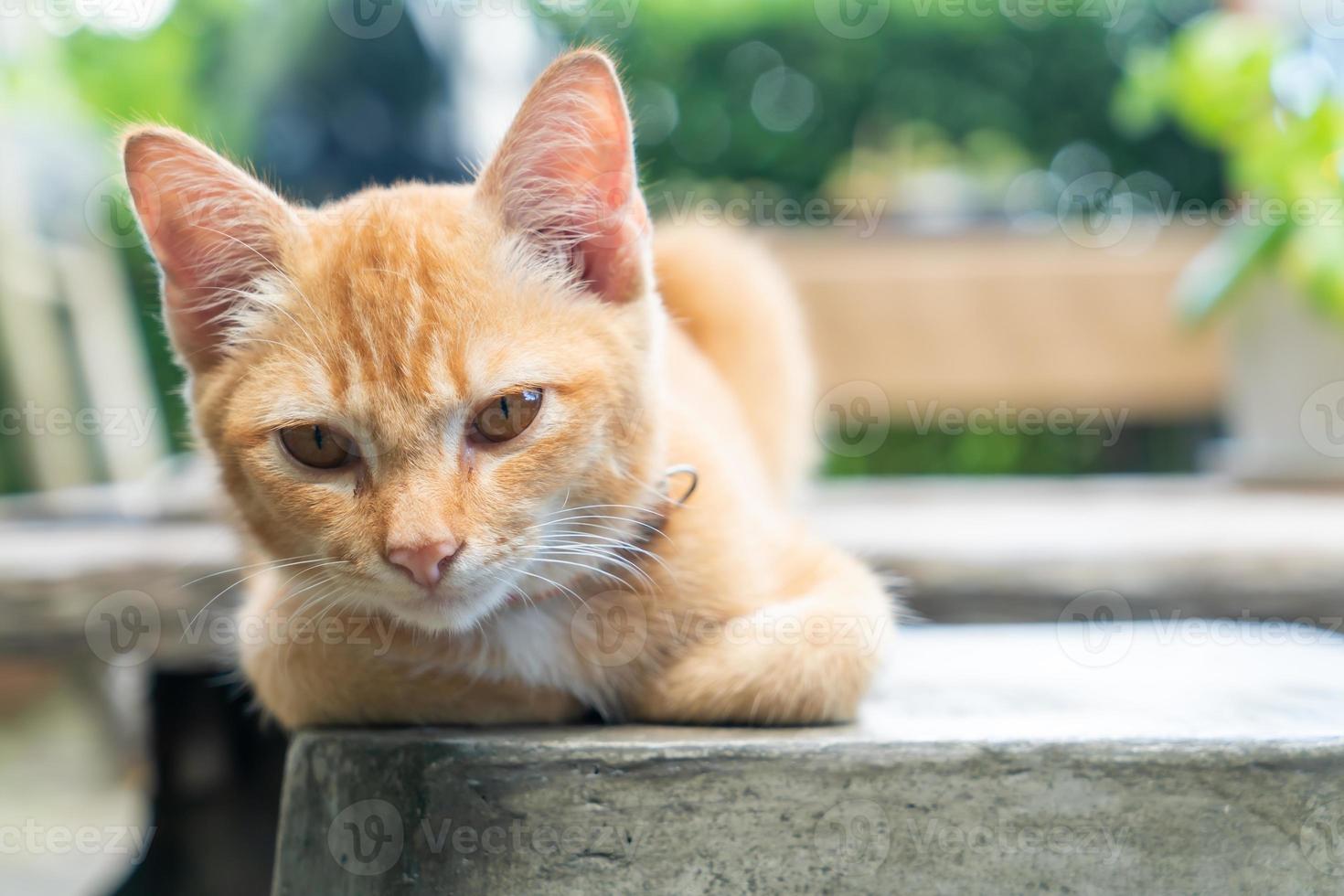 närbild söt orange baby katt foto