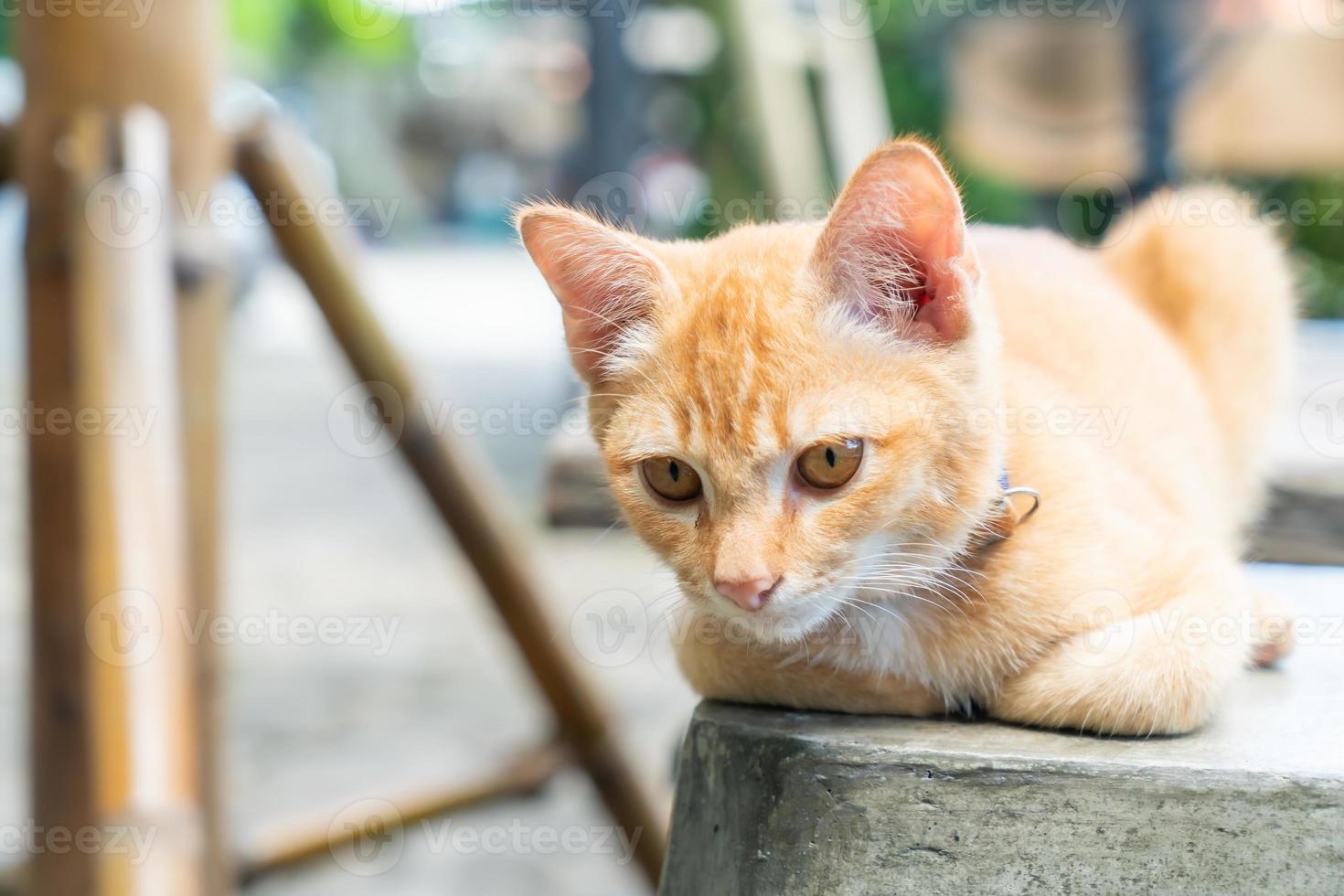 närbild söt orange baby katt foto