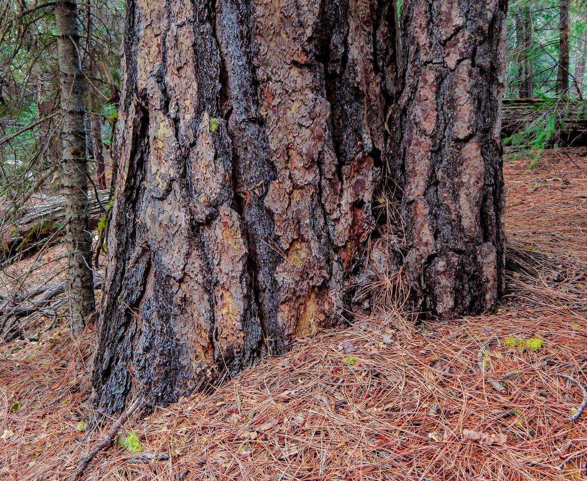 stora och breda ponderosa tall i skogen längs sjöbäcken nära Suttle Lake eller foto