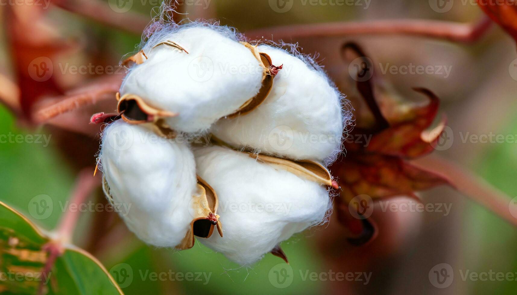 vit fluffig bomull blomma stänga upp. delikat ljus skönhet naturlig organisk fiber, rå material för framställning tyg. foto