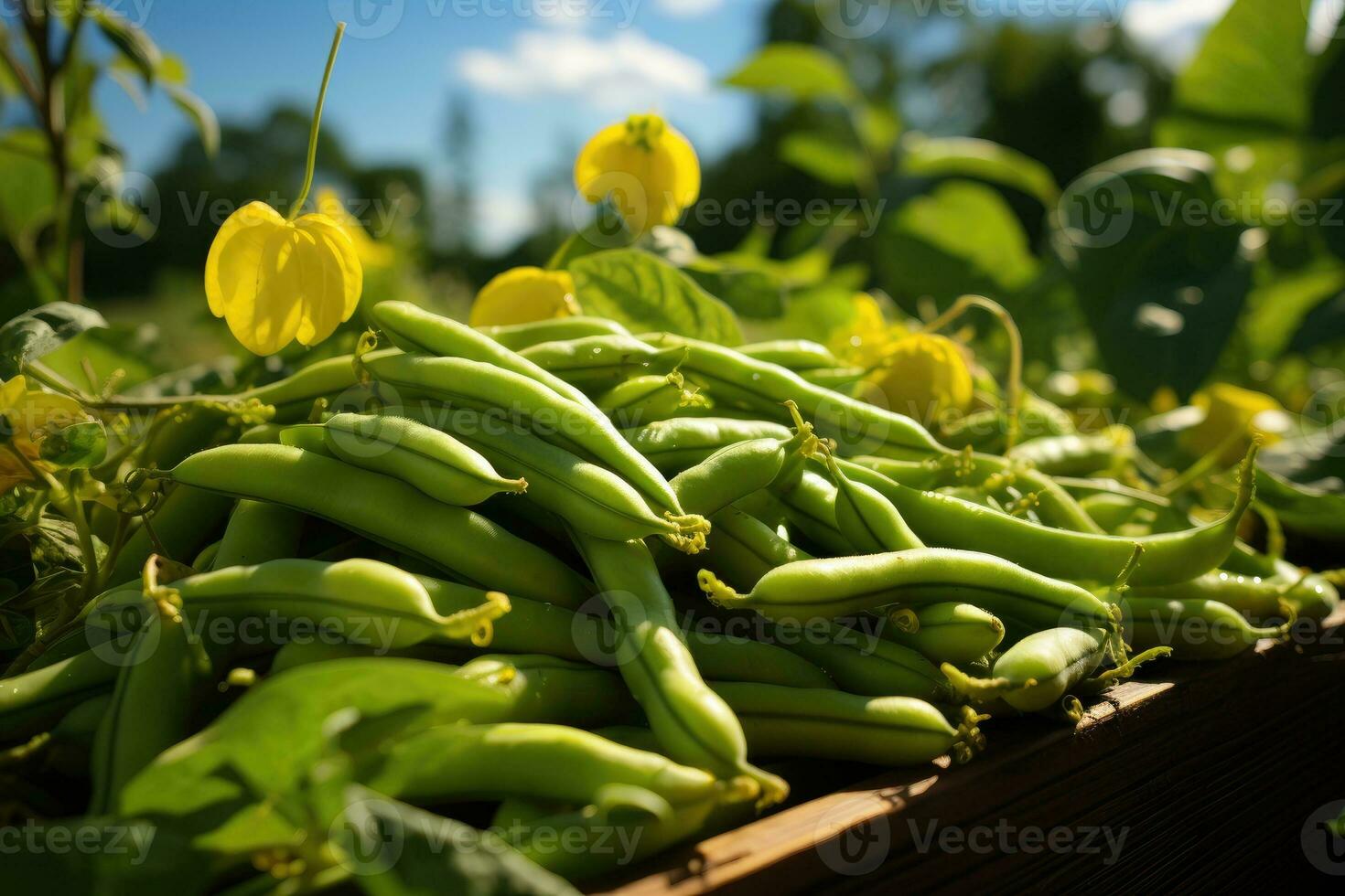 grön bönor växande i en trädgård i sommar. foto