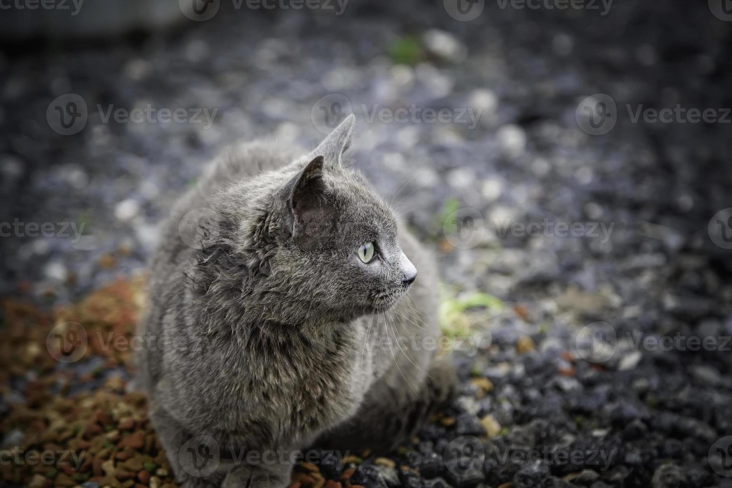 grå katt på gatan foto