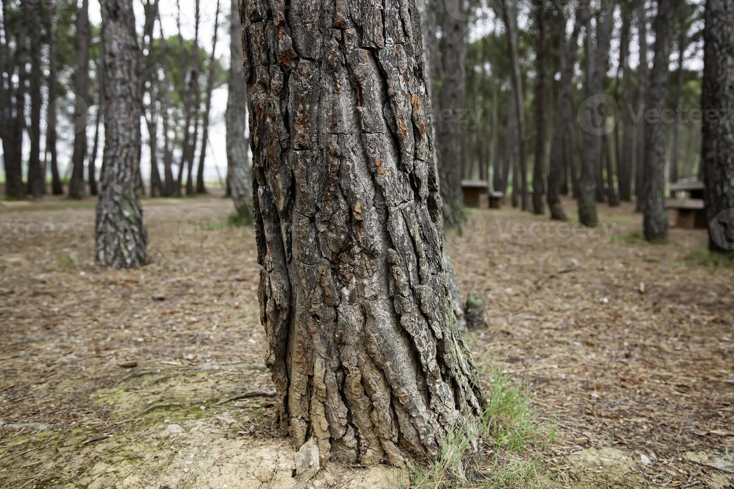 mörk skog i dimman foto