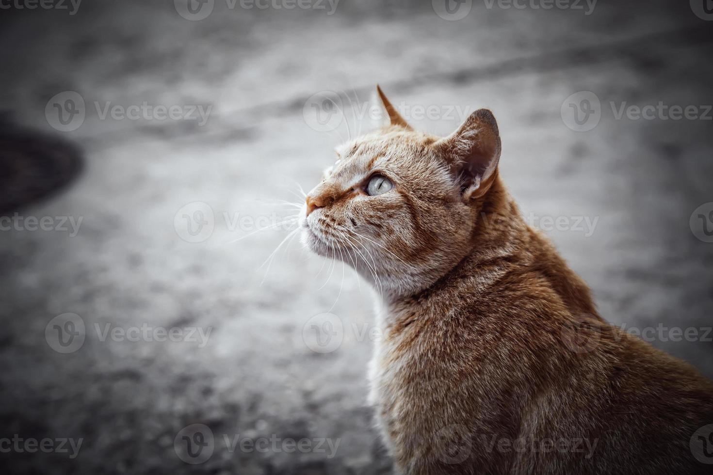 tillfällig katt i staden foto