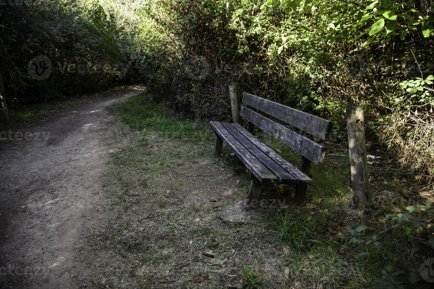 träbänk i en skog foto