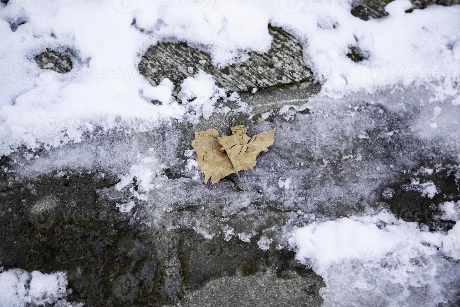 torrt blad fryst i snö foto