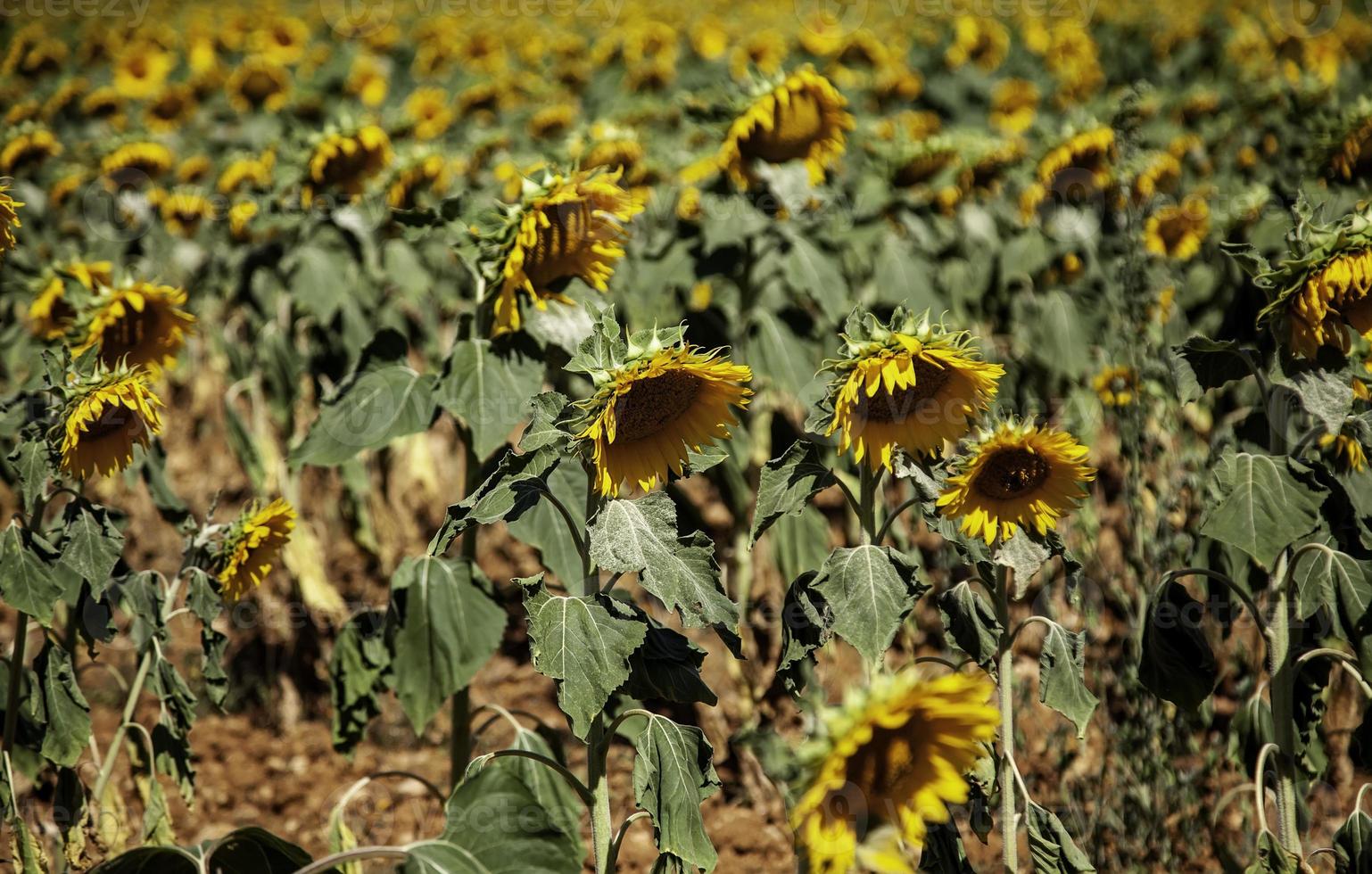 solrosfält i naturen foto