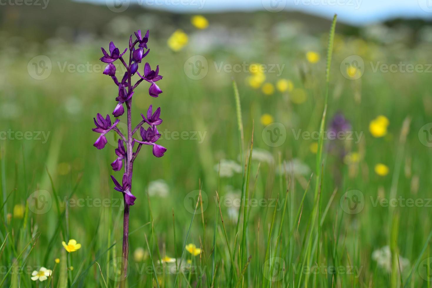 jersey orkidé Storbritannien makro våren marsh vildblommor foto