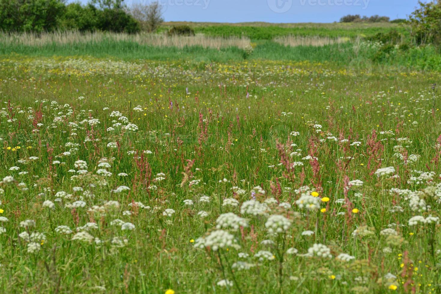 vår vildblomma reservtröja Storbritannien foto