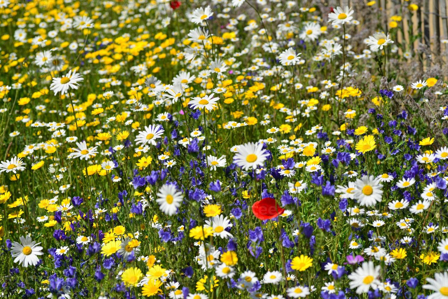 vildblommaträdgårdströja Storbritannien vårblommor foto