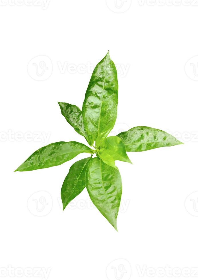 en grön blad av jasmin blomma på en vit bakgrund, foto