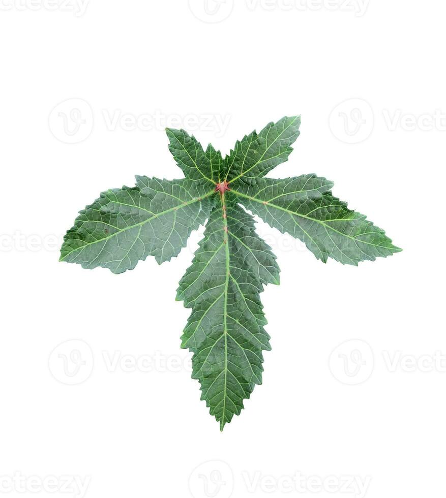 en av damer finger blad med grön löv på en vit bakgrund foto