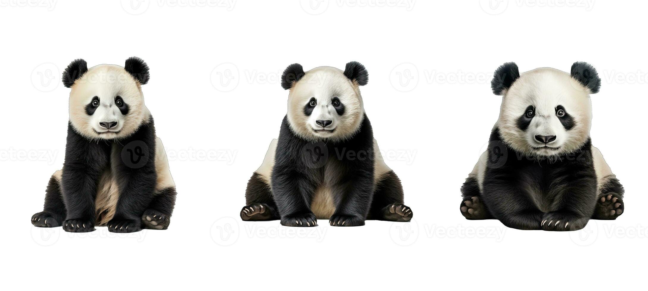 Björn panda djur- foto