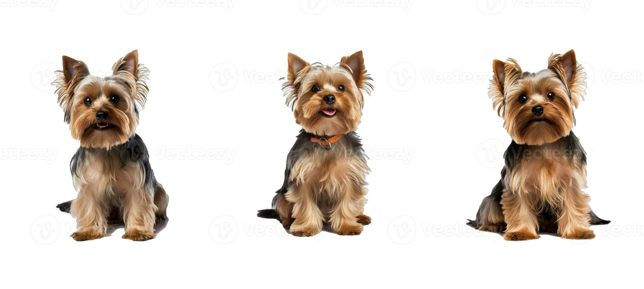 sällskapsdjur yorkshire terrier djur- foto