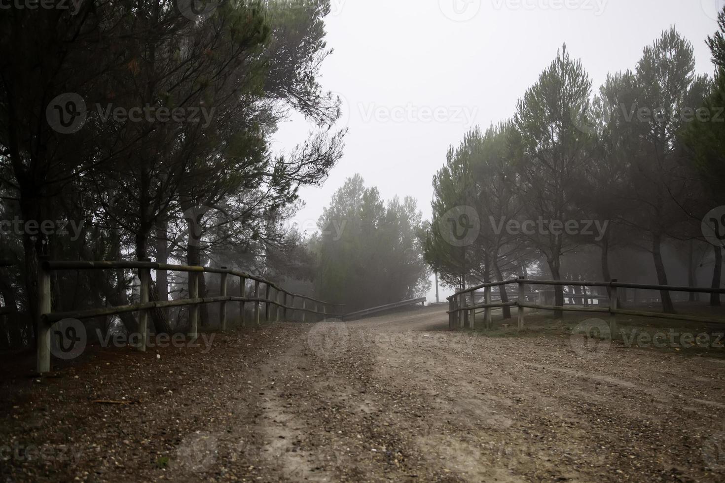 mörk skog i dimman foto