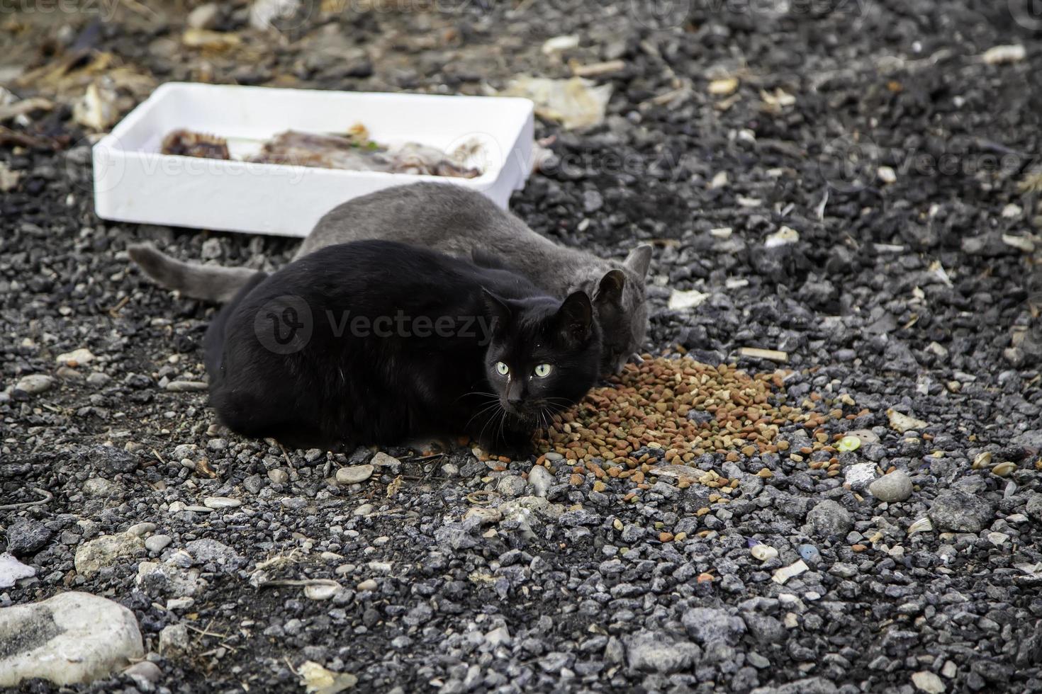 herrelösa katter i staden foto