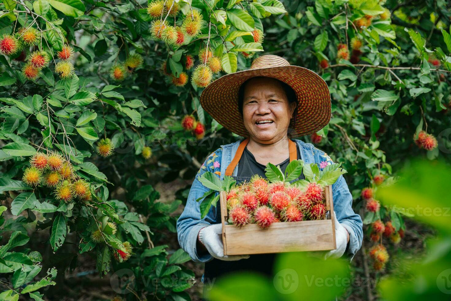 asiatisk jordbrukare kvinna innehav färsk rambutan i en trä- spjällåda på de rambutan trädgård. organisk frukt lantbruk begrepp. foto