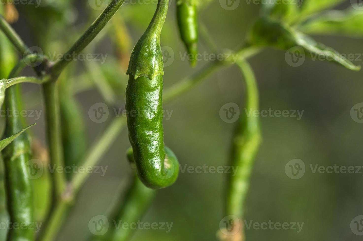 grön organisk chilipeppar på ung växt på gårdsfält, skördkoncept. foto