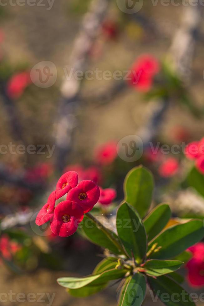 röd kaktusblomma foto
