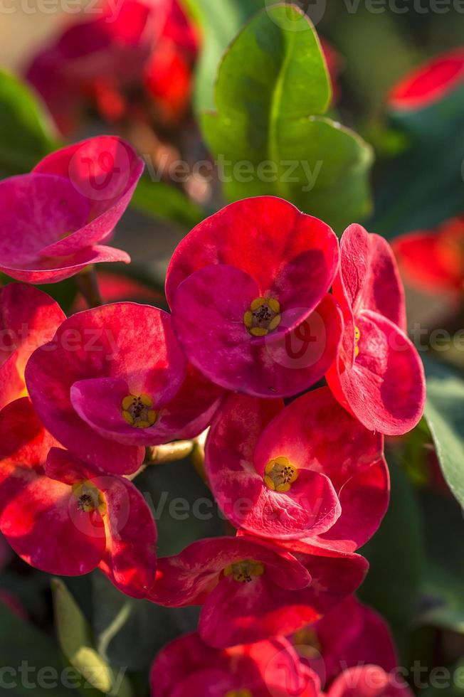 röd kaktusblomma foto