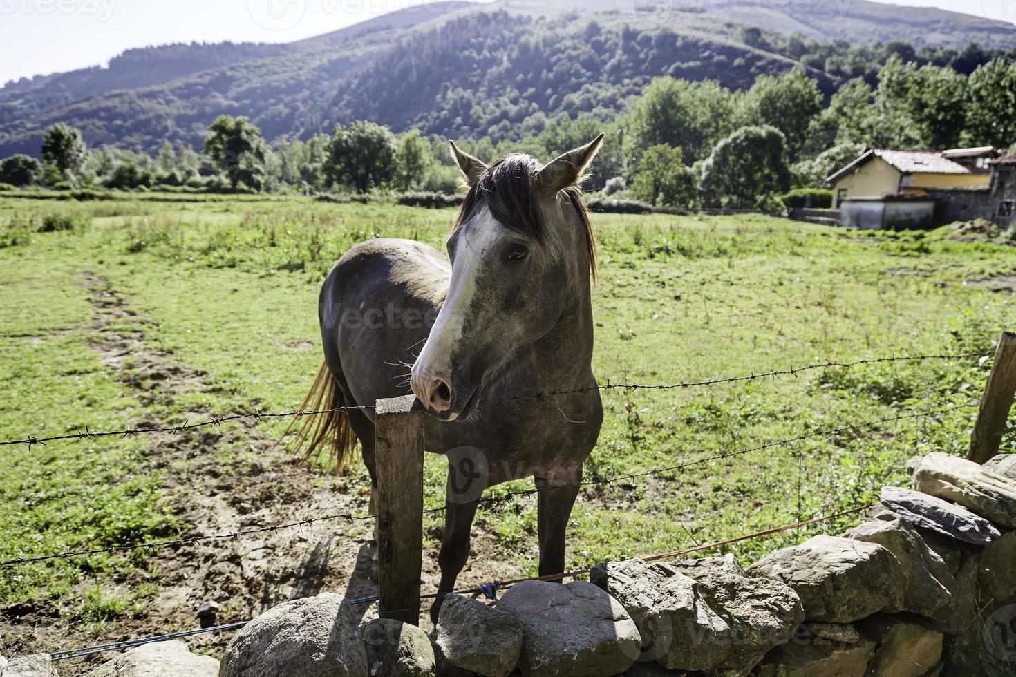 gratis häst på berget foto