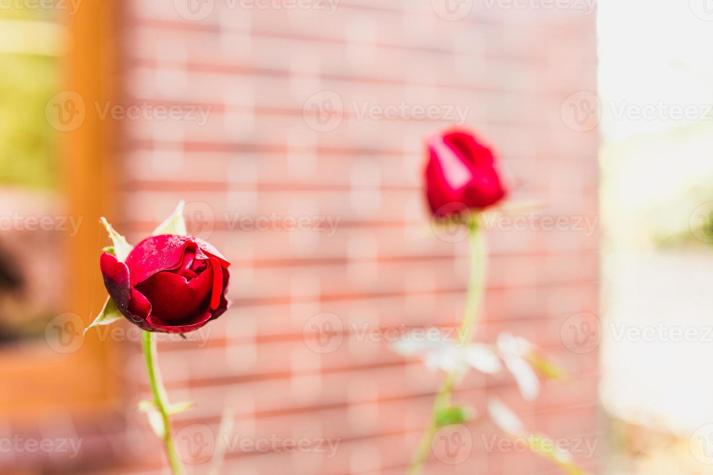 dekoration av tomten med blommor och växter - en rosbuske mot bakgrunden av en tegelvägg i en herrgård - en engelsk trädgård foto