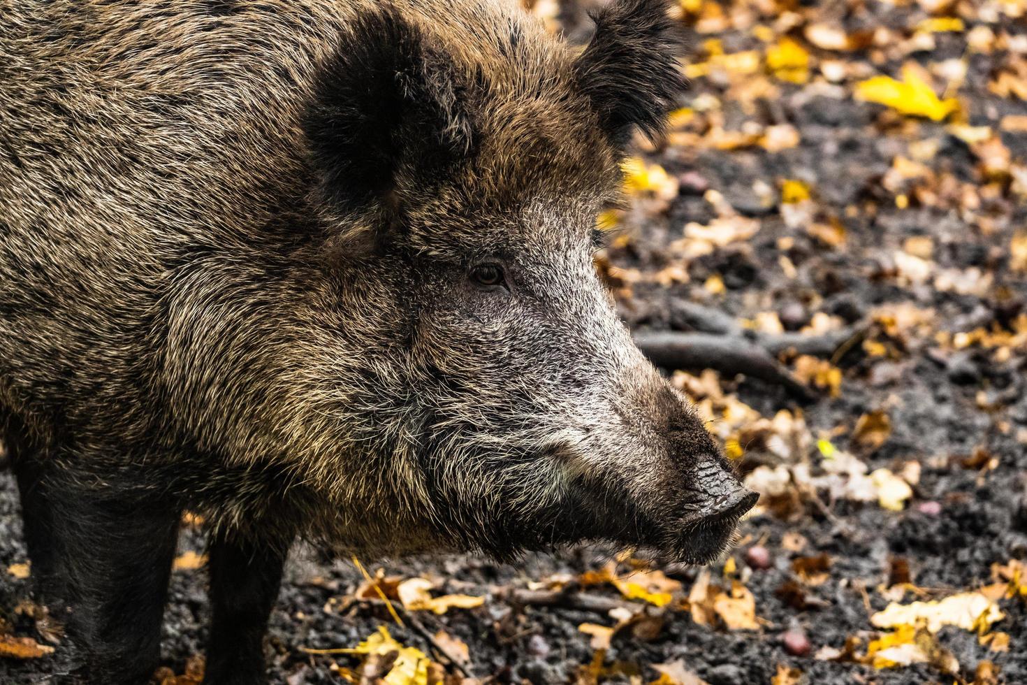 vildsvin i skogen foto