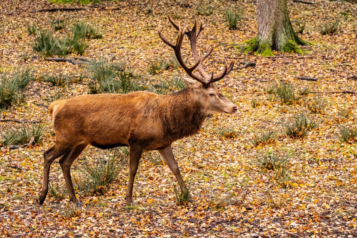 rådjur i skogen foto