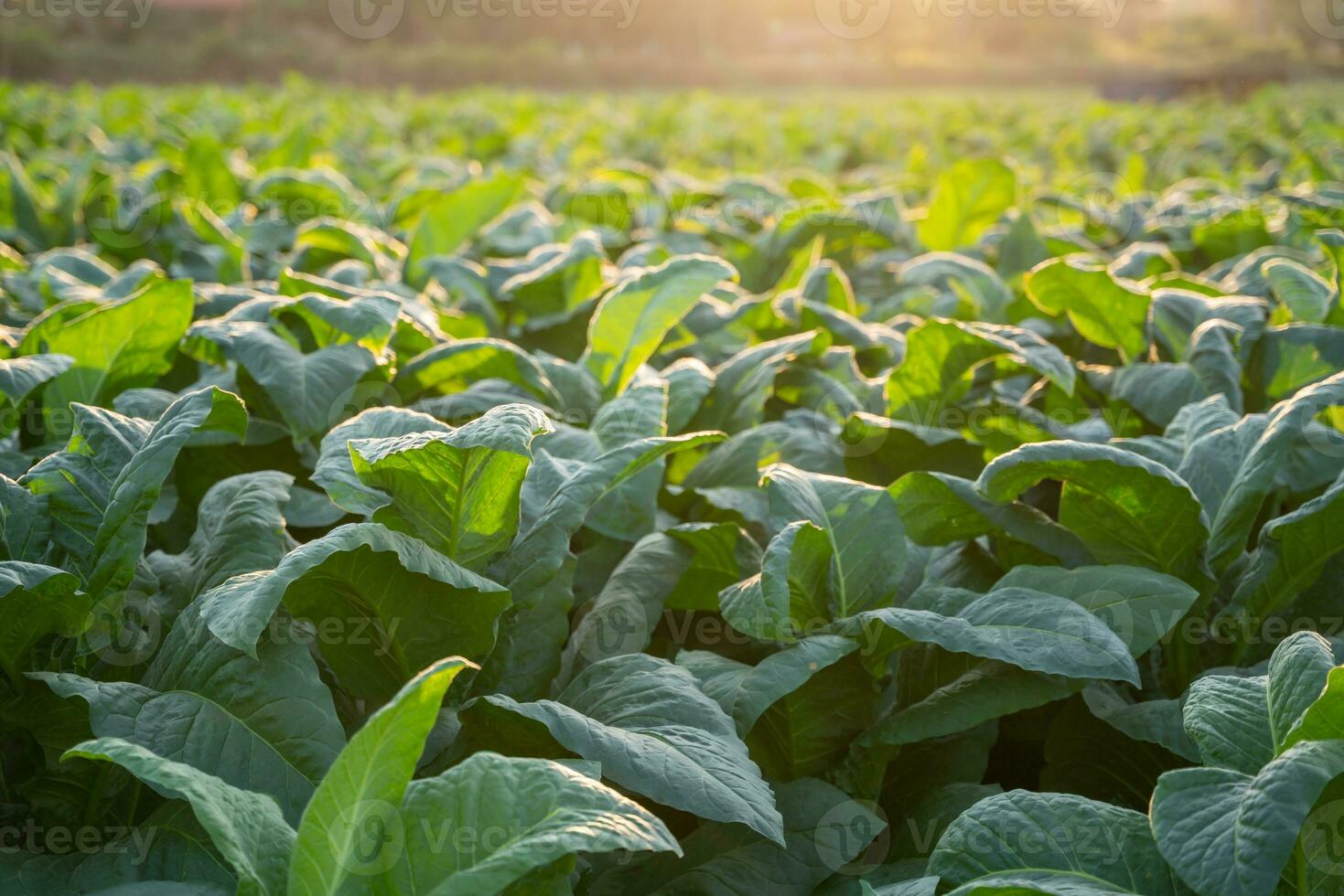 tobak stor blad gröda växande i tobak plantage fält. tobak industri för lantbruk och exportera. foto