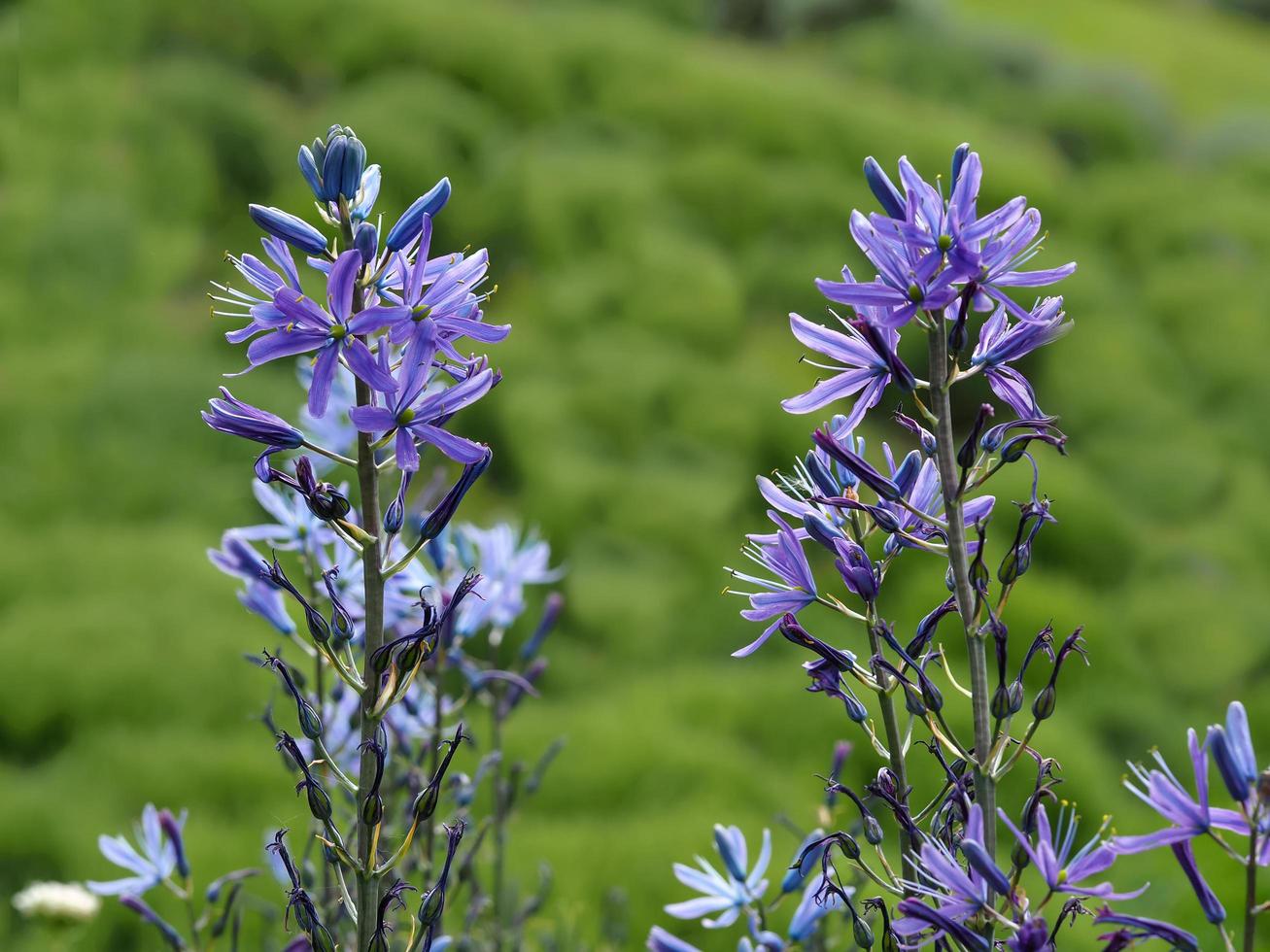 närbild av en mauve camassia blomma spik foto