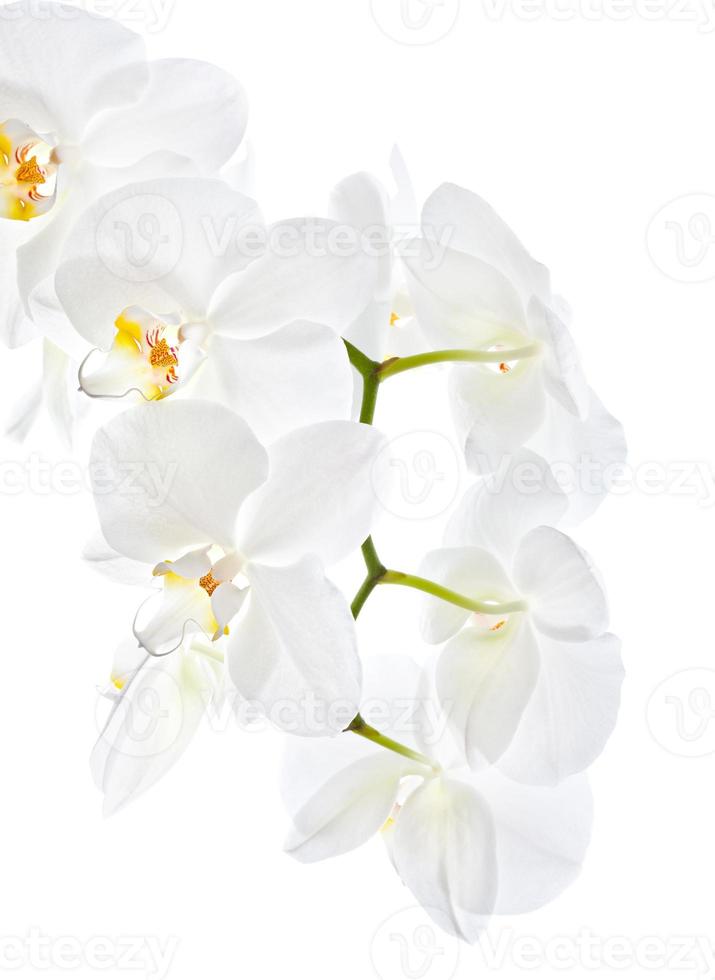 vit orkidé isolerad på vit bakgrund foto