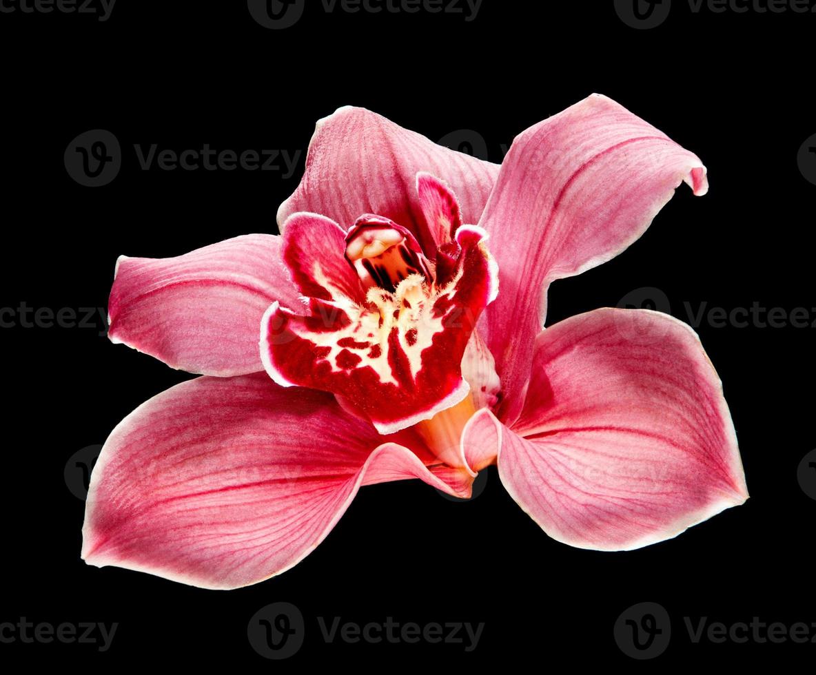 lila orkidéblomma foto