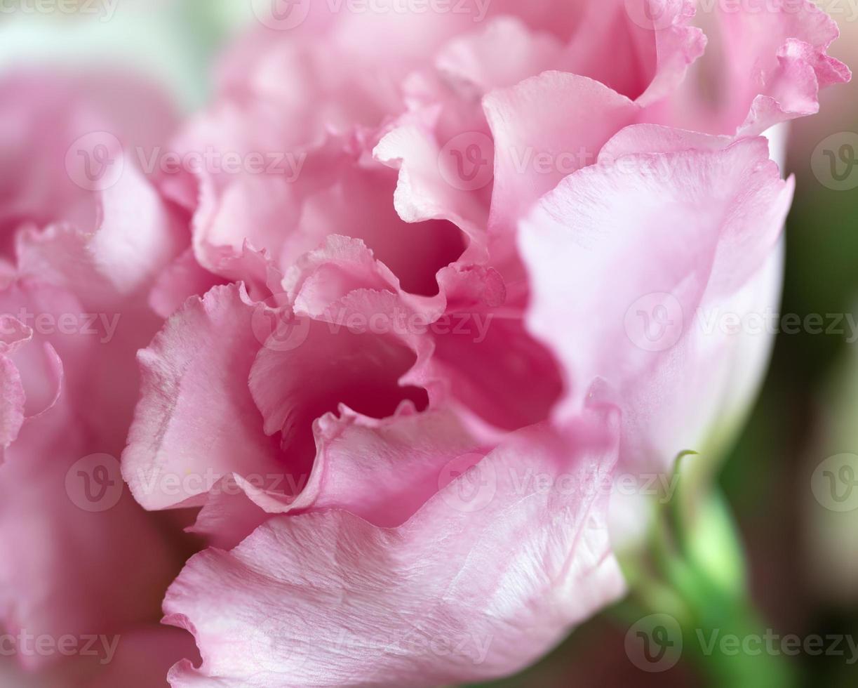 blommig bakgrund med rosa blommor foto