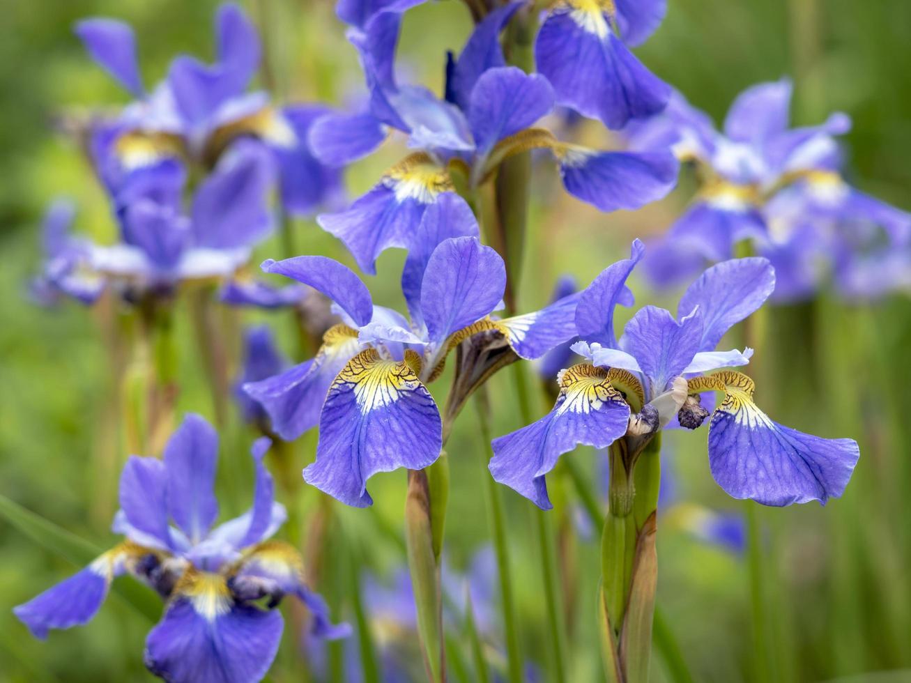 ganska lila och gula iris i en trädgård foto