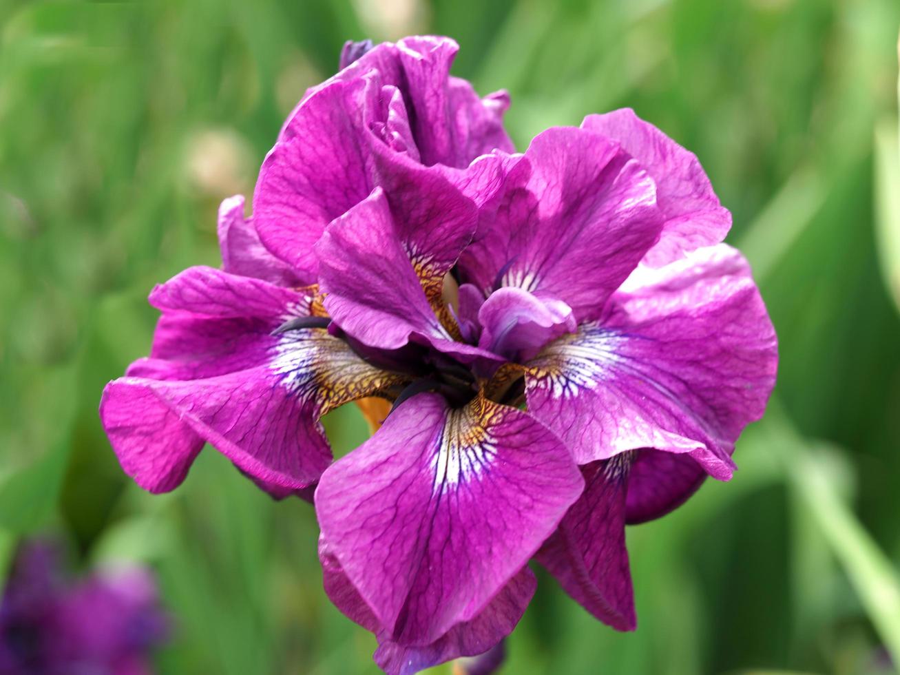 närbild av en vacker rosa irisblomma variation tumble bug foto