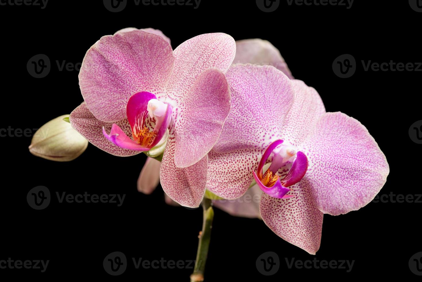 rosa orkidé isolerad på svart foto