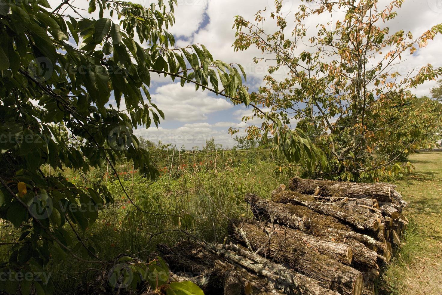 lufttorkning av ved till skorstenen på vintern, provinsen Lot, Frankrike foto