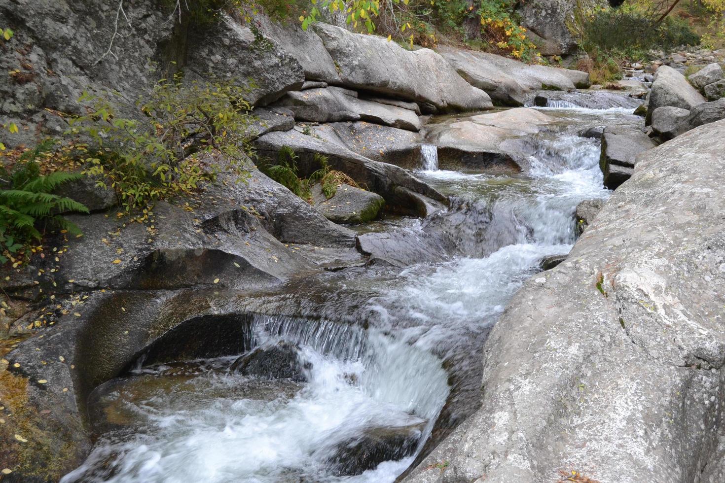 liten flod som rinner genom en skog foto