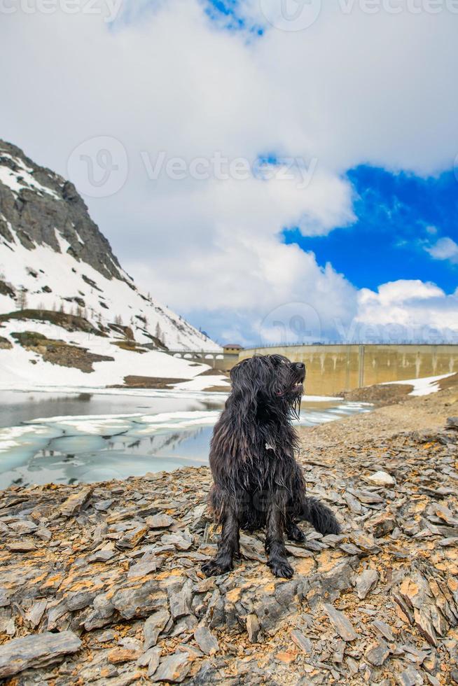 bergamasco herdehund i bergen nära en alpin damm foto