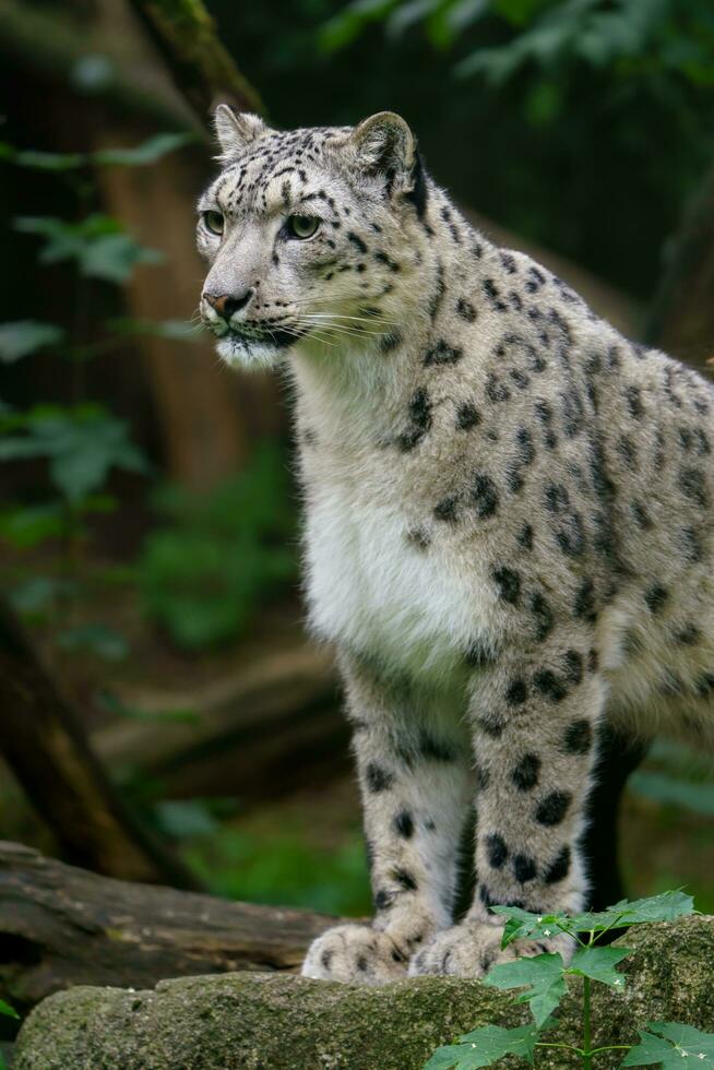 porträtt av snö leopard i Zoo foto