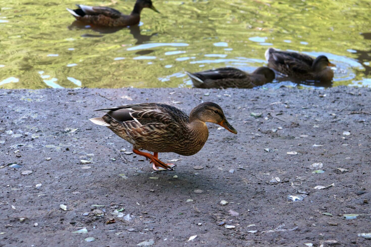 en vild Anka gräsand promenader längs de flod Bank, i de bakgrund Övrig ankor simma. närbild, sommar kväll foto