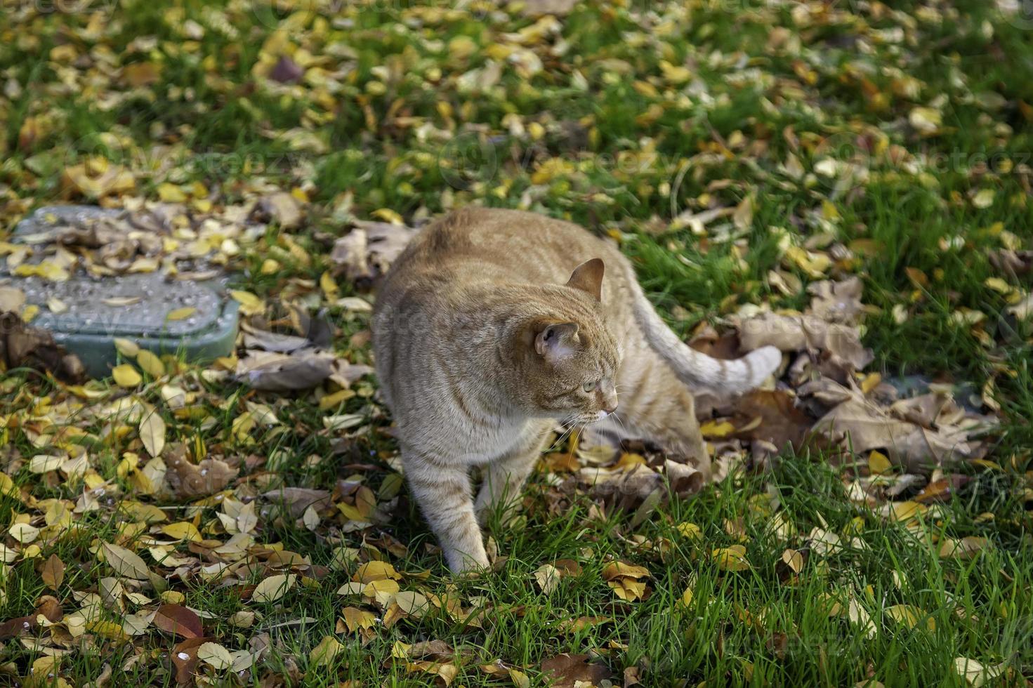 katt i höstlöv foto